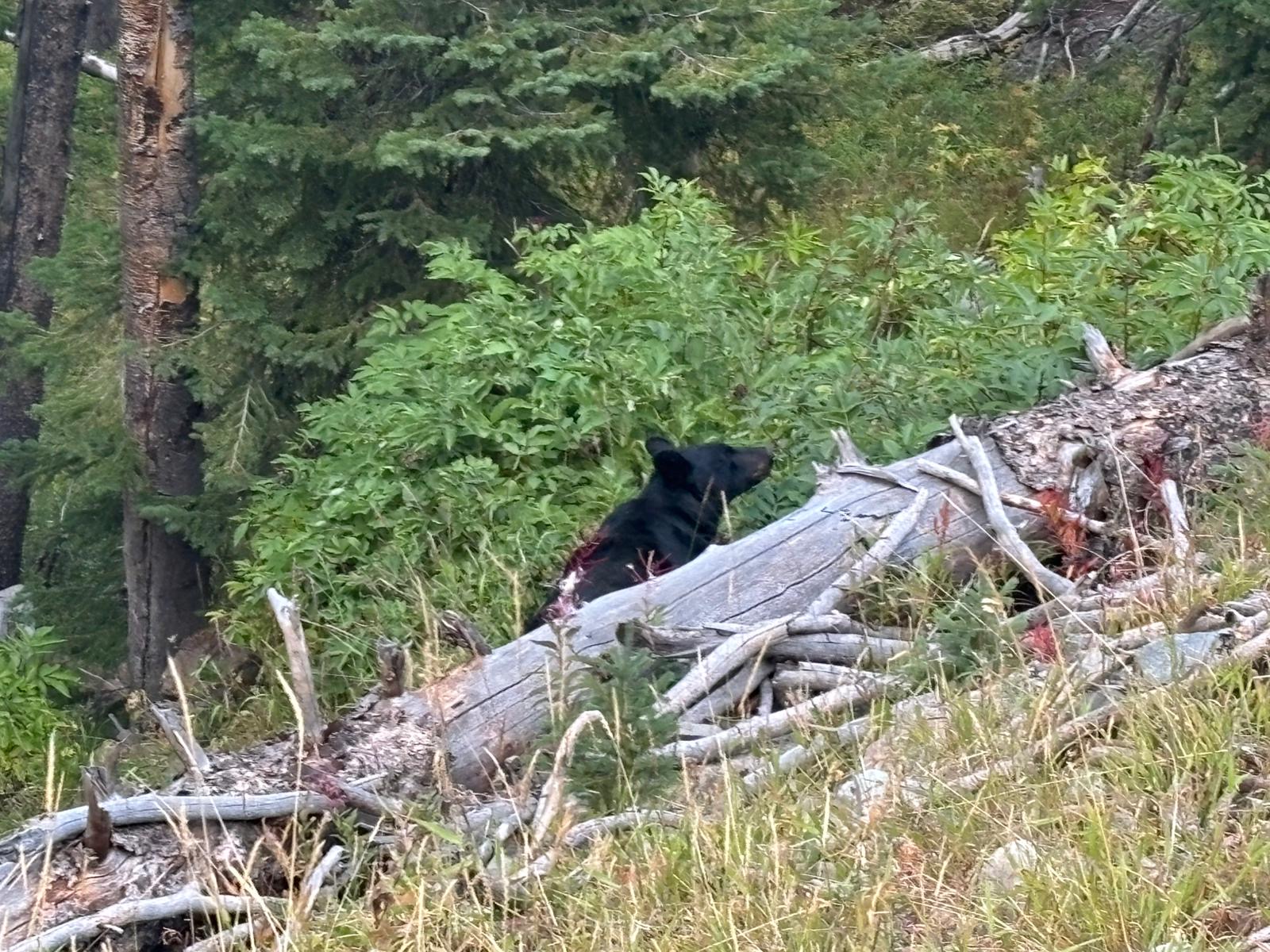 Yellowstone 8.jpeg